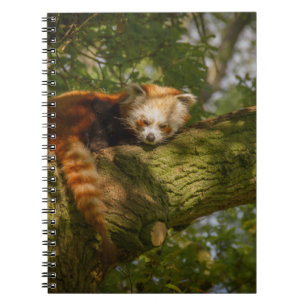 CUADERNO PANDA ROJA SOBRE LA RAMA DE ÁRBOLES VERDES