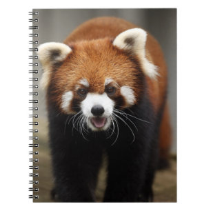 Cuaderno Panda rojo