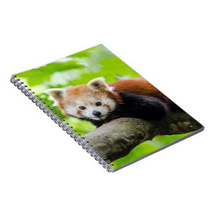 Cuaderno Panda rojo