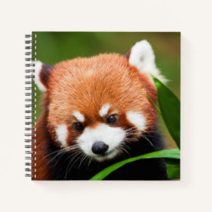 Cuaderno Panda Rojo Adorable