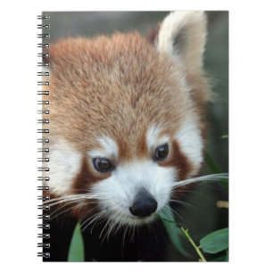 Cuaderno Panda rojo, Taronga Zoo, Sydney, Australia
