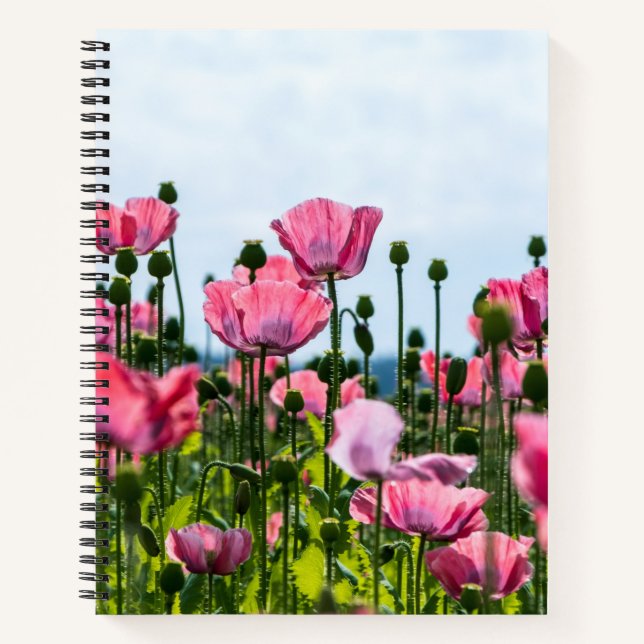 Cuaderno Papas rosadas (Anverso)
