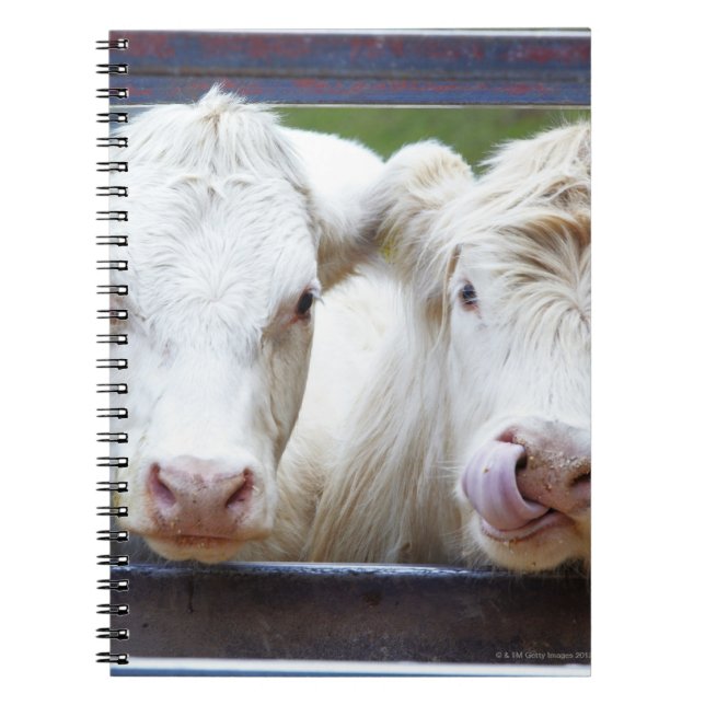 Cuaderno Par de vacas blancas jóvenes en el remolque de ali (Frente)