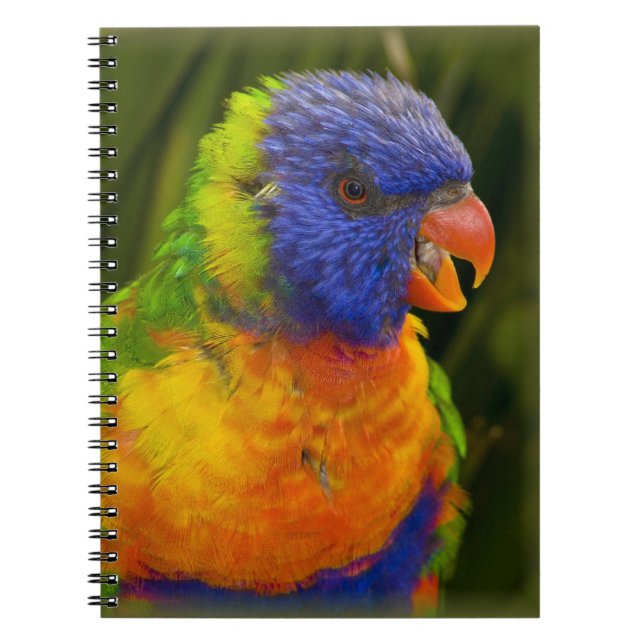 Cuaderno Parakeet colorido (Frente)