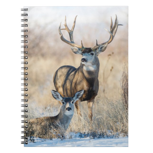 Cuaderno Pareja Buck | Mule Deer (Frente)