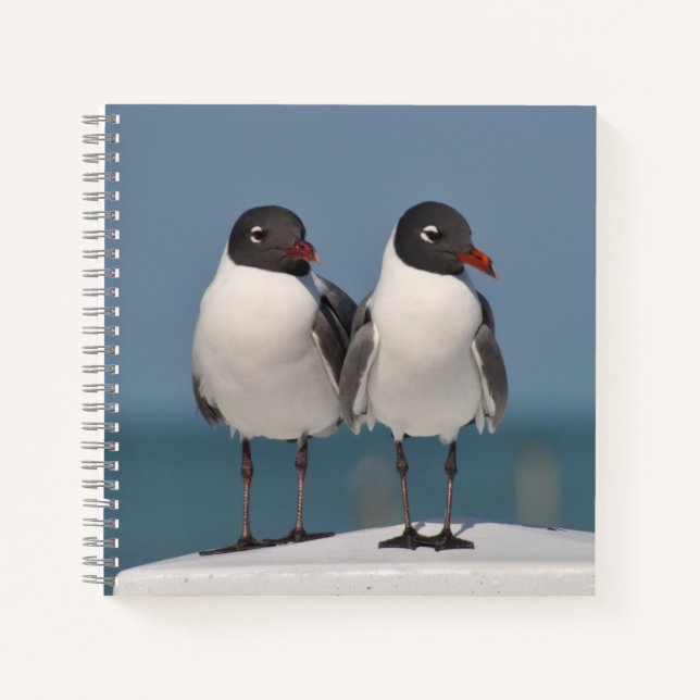 Cuaderno Pareja de gaviotas de cabeza negra (Anverso)