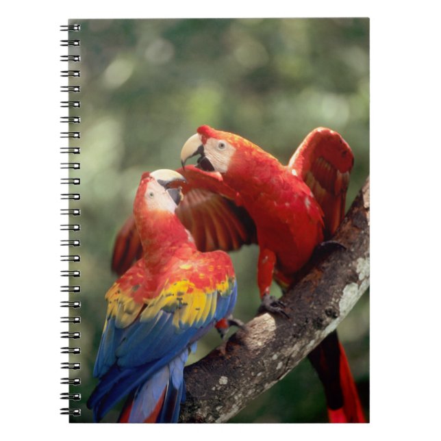 Cuaderno Pareja de guacamayos escarlata (Frente)