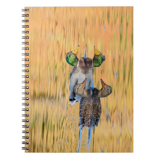 Cuaderno Pareja de Mallards (Frente)