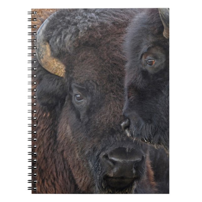 Cuaderno Pares consolidados Bull del bisonte americano y (Frente)