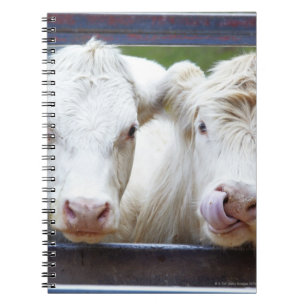 Cuaderno Pares de vacas blancas jovenes en el remolque de