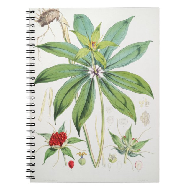 Cuaderno Paris Polyphylla Smith Flor Floral (Frente)