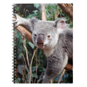 Cuaderno Parque de Vida Silvestre Featherdale, Osos Koala