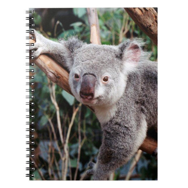 Cuaderno Parque de Vida Silvestre Featherdale, Osos Koala (Frente)
