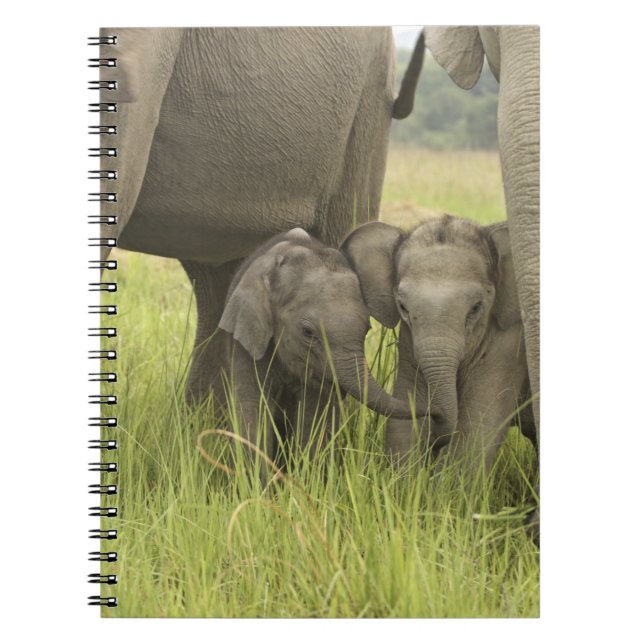 Cuaderno Parque Nacional Corbett, Uttaranchal, India. (Frente)