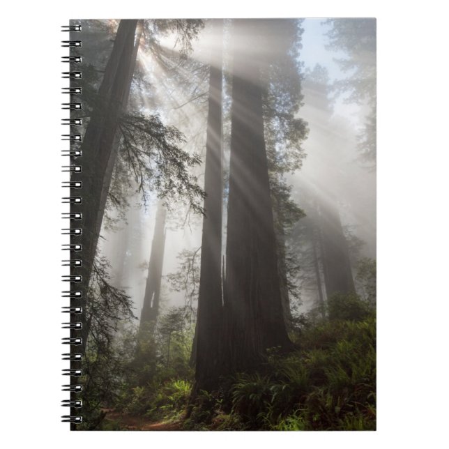 Cuaderno Parque nacional Redwood California (Frente)