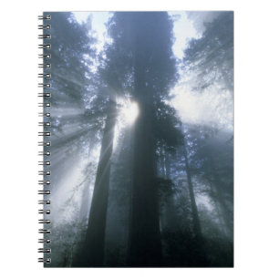 Cuaderno Parque Nacional Redwood, Condado de Del Norte, bru