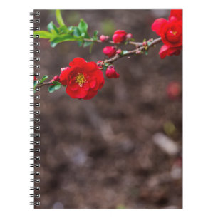 Cuaderno Parte superior del cartón