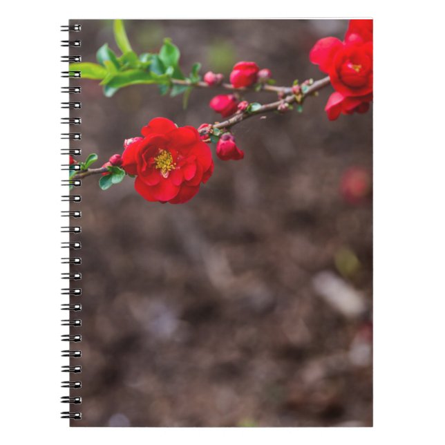 Cuaderno Parte superior del cartón (Frente)