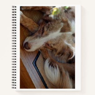 Cuaderno pastor australiano de merle rojo durmiendo
