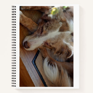 Cuaderno pastor australiano de merle rojo durmiendo