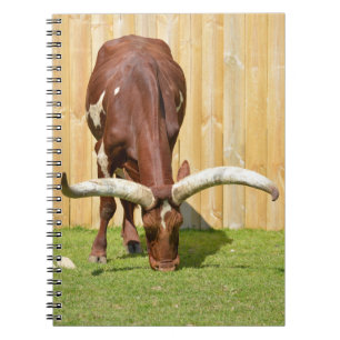 Cuaderno Pastoreo de Ankole-Watusi