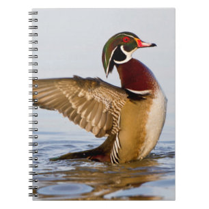 Cuaderno Pato joya macho aleteando en humedal