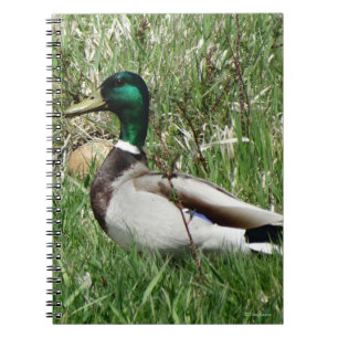 Cuaderno Pato macho Mallard B55 en la hierba