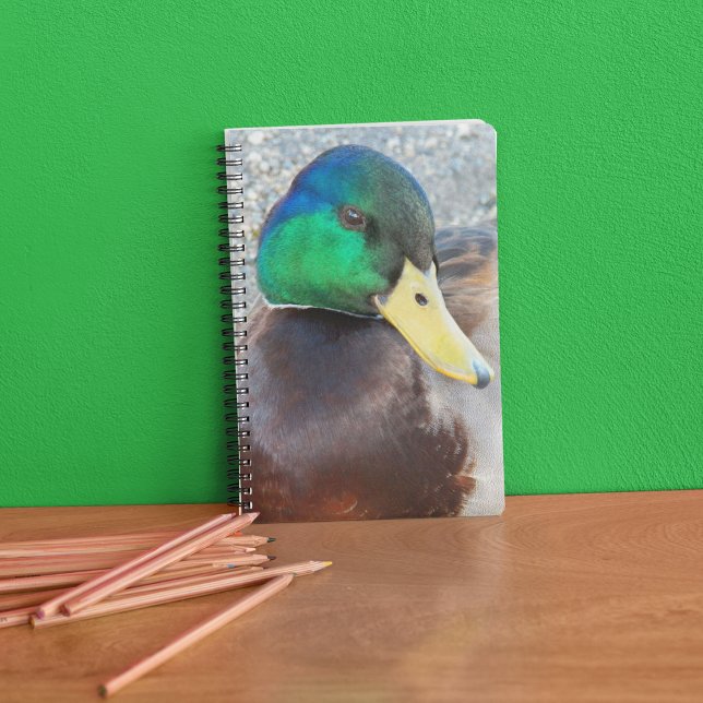 Cuaderno Pato mallard de macho con cabeza verde (In Situ)