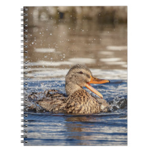Cuaderno Pato Mallard en Downing Park