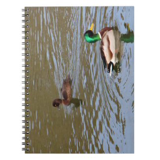 Cuaderno Pato mallard y pato tufado en un río