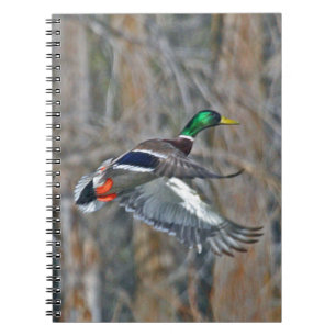 Cuaderno Pato silvestre de Drake en vuelo