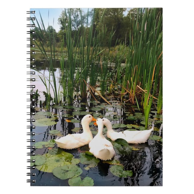 Cuaderno Patos blancos clásicos en un hermoso lago (Frente)