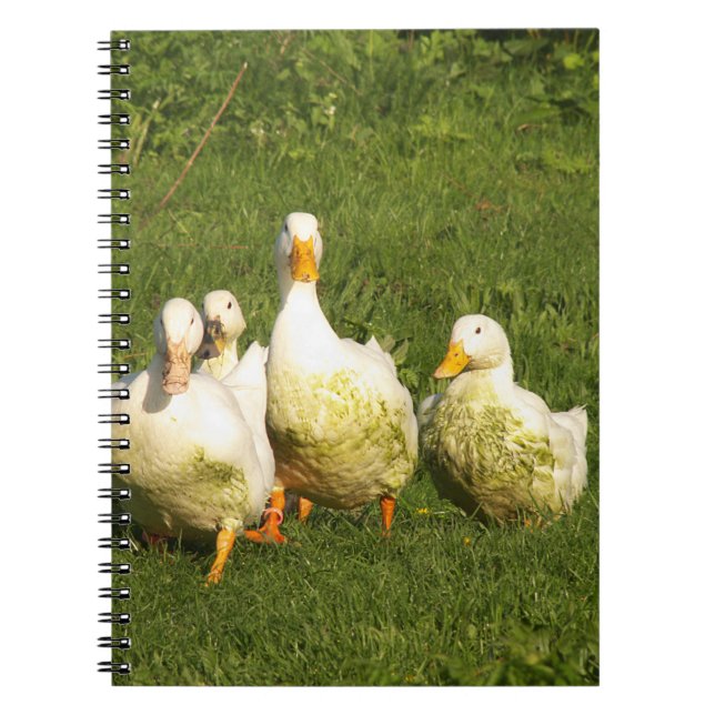 Cuaderno patos, vivo, prado, animal, granja, vida en el cam (Frente)