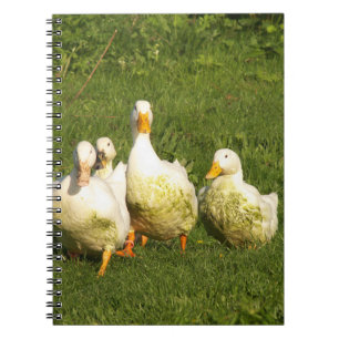 Cuaderno patos, vivos, prados, animales, granjas, vida rura