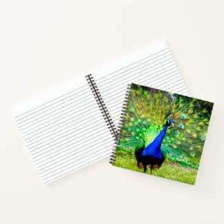 Cuaderno pavo real