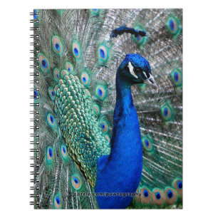 Cuaderno Pavo real