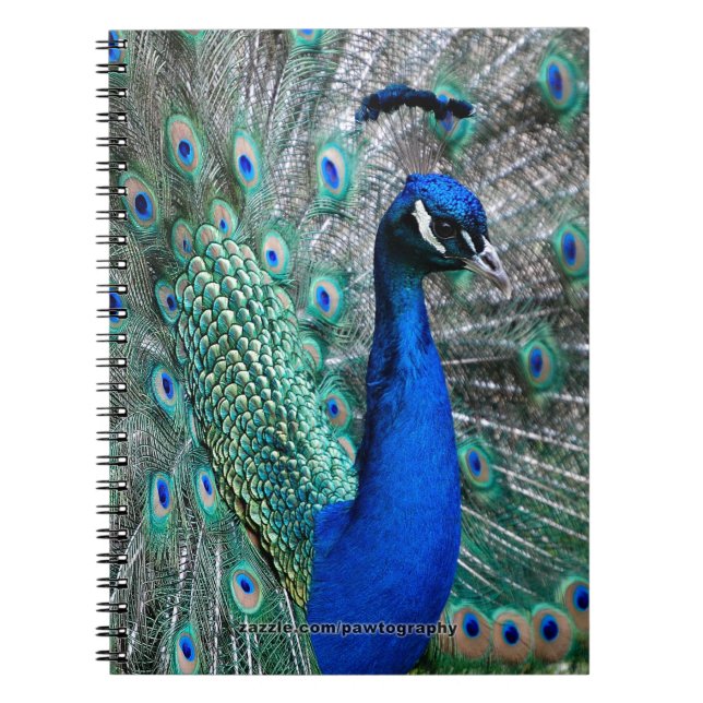 Cuaderno Pavo real (Frente)