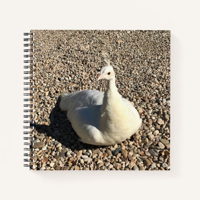 Cuaderno Pavo Real Blanco, Idaho (Anverso)