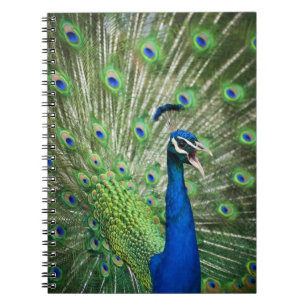 Cuaderno Pavo real de griterío