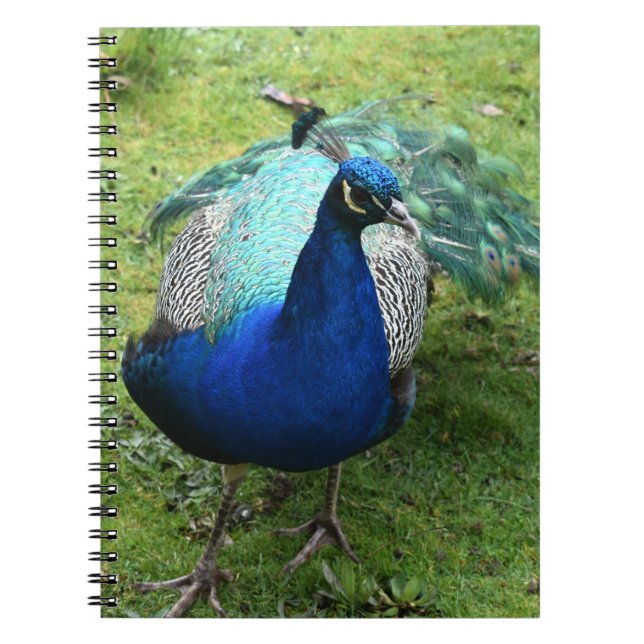 Cuaderno Pavo Real Regio Poder (Frente)