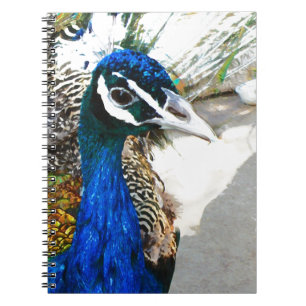 Cuaderno Peacock
