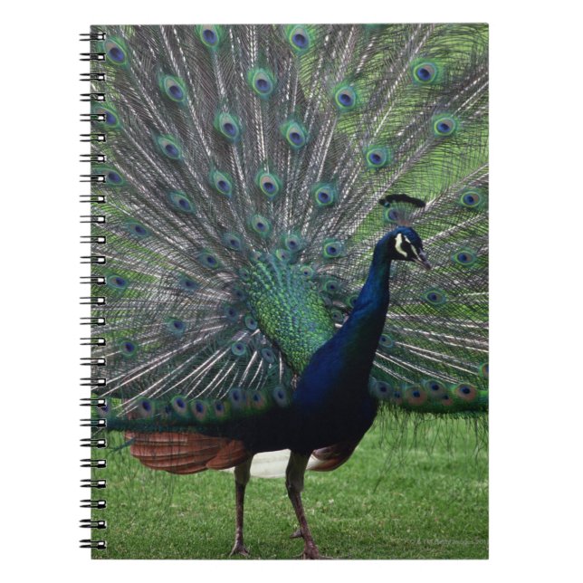 Cuaderno Peacock (Frente)