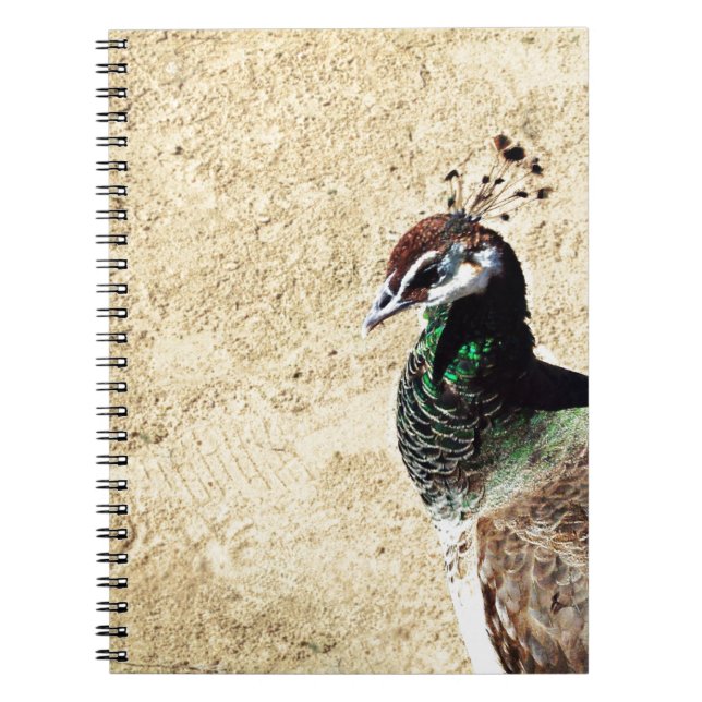 Cuaderno Peacock (Frente)