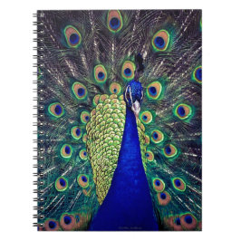 Cuaderno Peacock azul cobalto