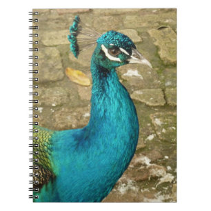 Cuaderno Peacock Hermosa Fotografía Natural