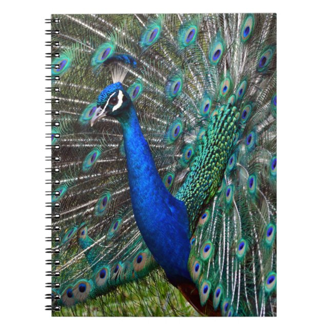 Cuaderno Peacock masculino colorido (Frente)