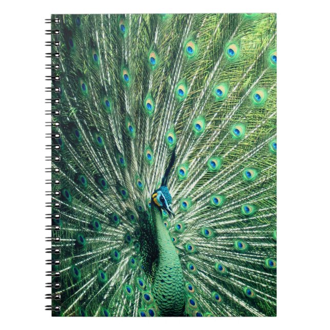 Cuaderno Peacock Strut (Frente)