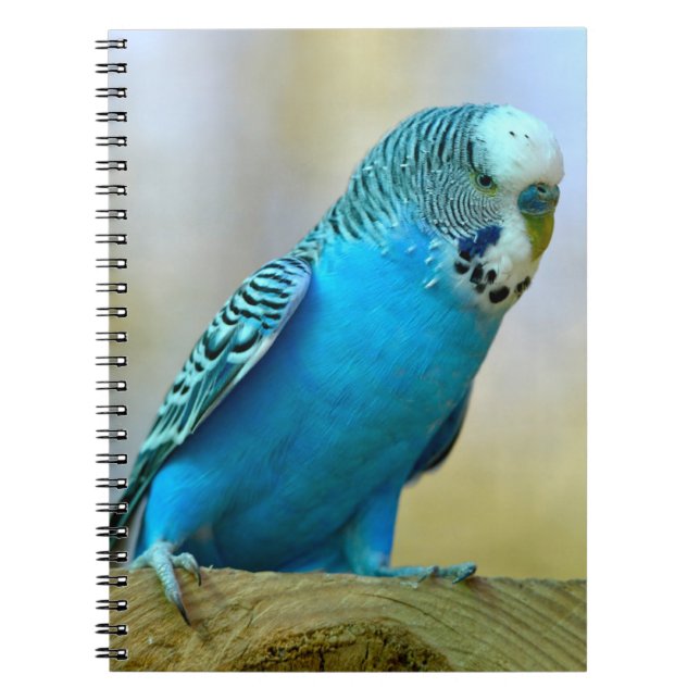 Cuaderno Pegatina cuadrado con tarjeta postal azul perdida  (Frente)