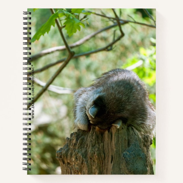 Cuaderno Pegatinas de Mapache Durmiente (Anverso)