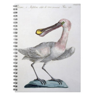 Cuaderno Pelícano, c.1767-76 (grabado coloreado mano)